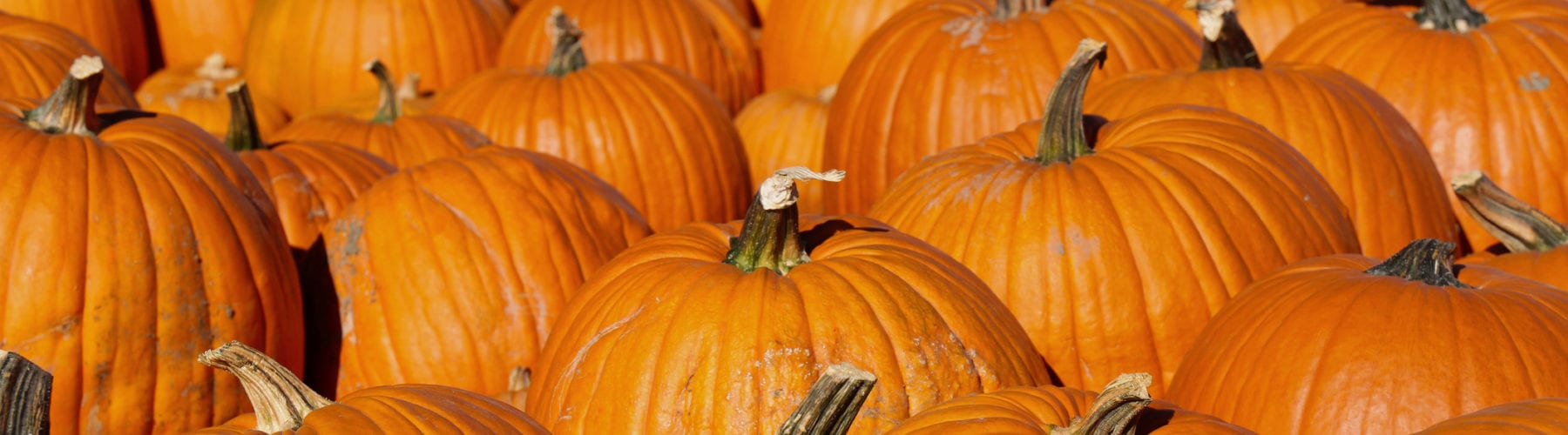 Pumpkin Patch is one of the things to do in Austin in October