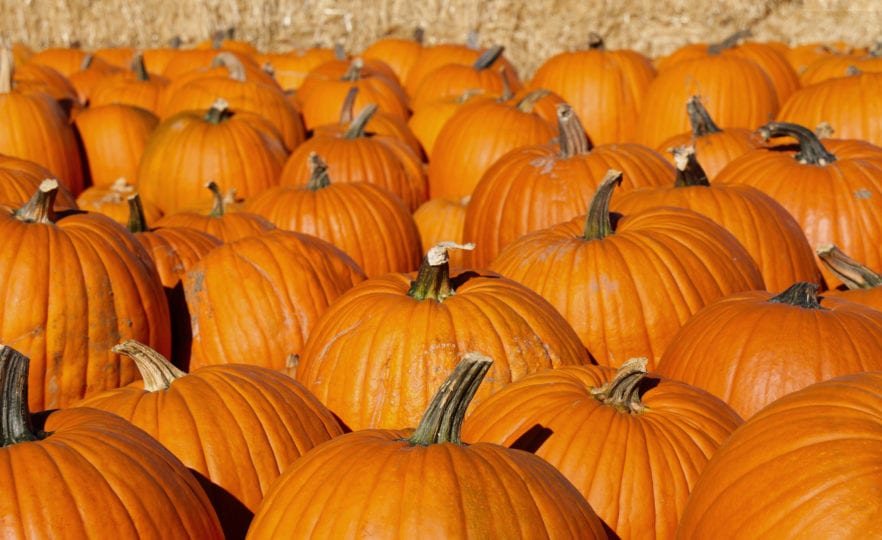 Pumpkin Patch is one of the things to do in Austin in October