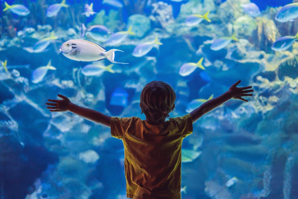 A little boy enjoying the SEA LIFE Charlotte-Concord Aquarium. 