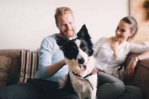 All of Uptown's apartments are pet-friendly. 