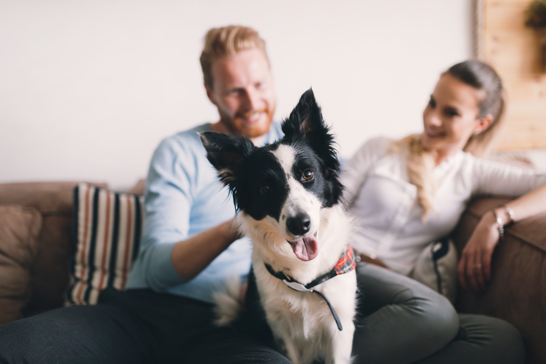 All of Uptown's apartments are pet-friendly.