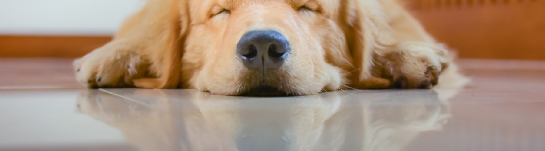 pet friendly hotels