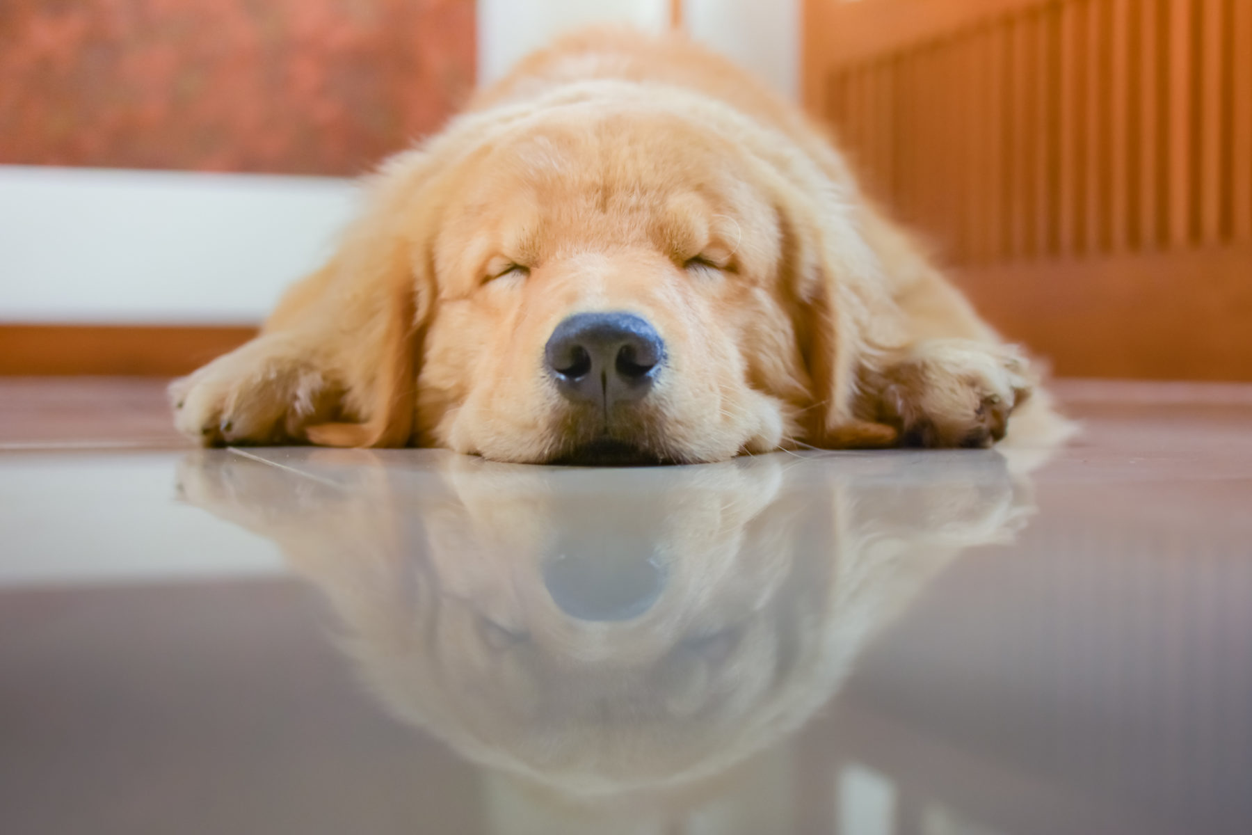 A Practical Guide To Moving Across Country With Pets