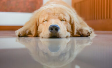 pet friendly hotels